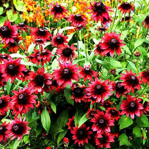 Cherry Dark Red Black Eyed Coneflowers Echinacea Seeds