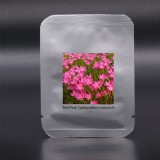 Zephyranthes carinata White Red Yellow Pink Rain Lily Perennial Garden Flower Seeds