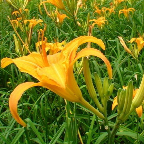 BELLFARM Day Lily Flower Vegetables Seeds, 20 seeds, Original pack, tasty edible Chinese vegetables