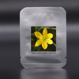 Zephyranthes carinata White Red Yellow Pink Rain Lily Perennial Garden Flower Seeds