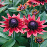 Cherry Dark Red Black Eyed Coneflowers Echinacea Seeds