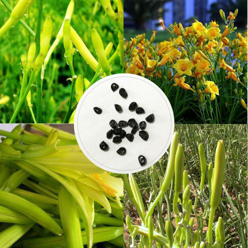 BELLFARM Day Lily Flower Vegetables Seeds, 20 seeds, Original pack, tasty edible Chinese vegetables