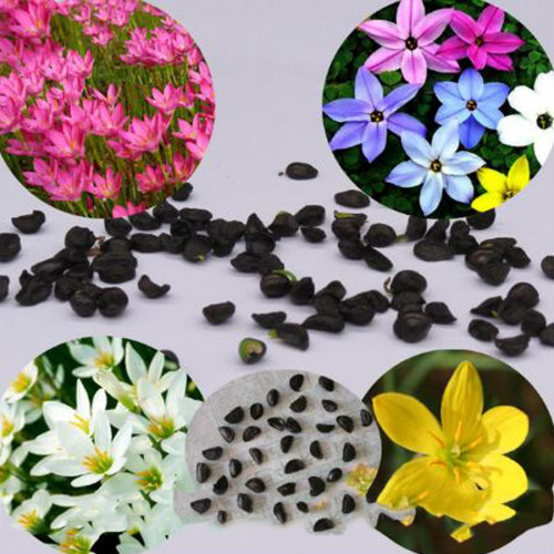 Zephyranthes carinata White Red Yellow Pink Rain Lily Perennial Garden Flower Seeds