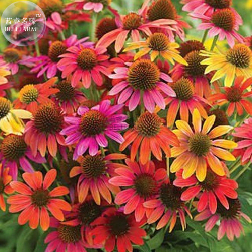 BELLFARM Warm Summer Echinacea Mixed Coneflower Seeds, 200 seeds, professional pack, beautiful home garden perennial plants