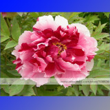 1 Professional Pack, 5 Seeds / Pack, Multicolor Japanese Tree Peony Flower Seeds '' Shima-nishiki - Dao Jin'' #NF313