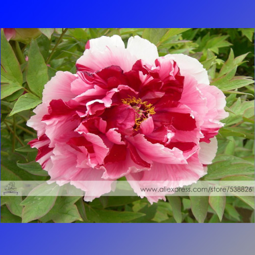 1 Professional Pack, 5 Seeds / Pack, Multicolor Japanese Tree Peony Flower Seeds '' Shima-nishiki - Dao Jin'' #NF313