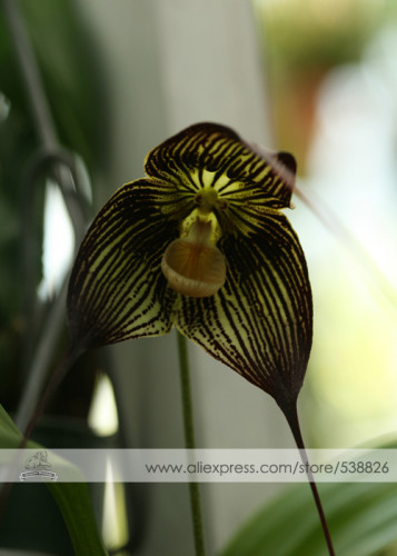 1 Professional Pack, approx 50 Seeds / Pack, Dracula Vampira The Vampire-Like Dracula Monkey Flower Rare Seeds #NF278