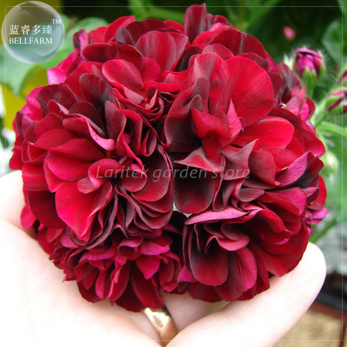 BELLFARM Geranium 'PAC Tommy' Dark Red Flower Seeds, Professional Pack, 10 Seeds, big blooms ivy-leaved geranium E4220