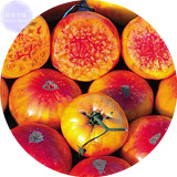 BELLFARM Organic Heirloom West Virginia Hillbilly Tomato Seeds, 100 Seeds, tasty juicy vegetables E4171