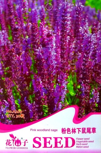 Heirloom Salvia Officinalis Pink Woodland Sage Perennial Flower Seeds, Original Pack, 30 Seeds / Pack A269