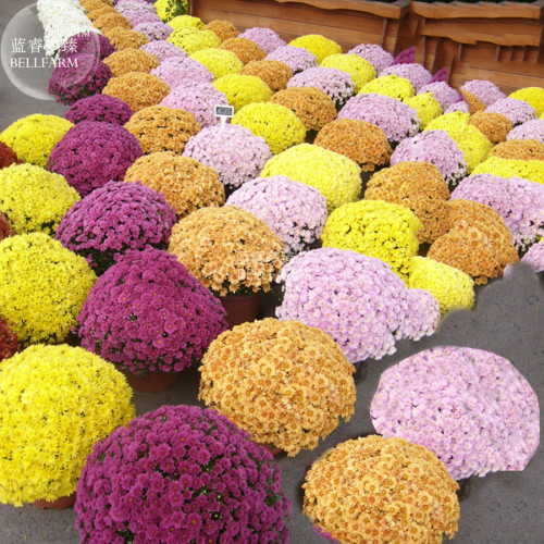 BELLFARM Dendranthema Grandiflorum Perennial Flower Seeds, 250 seeds, mixed yellow purple pink orange ground-cover chrysanthemum