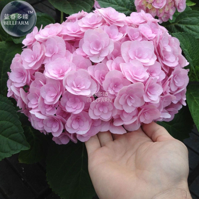 BELLFARM Hydrangea Light Pink Big Blooms Flowers, 15 Seeds, hybrid garden spring shrub flowers E4267