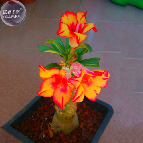 BELLFARM Adenium Fire Orange Petals with Fire Red Stripes & Edge Flower Seeds, 2 seeds, single petals home garden supply flower