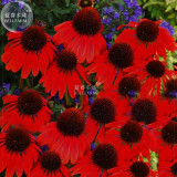 BELLFARM Echinacea 'FIREBIRD' Fire Red Bonsai Coneflowers Hybrid Bonsai Flowers, 200pcs 'seeds' perennial deer Resistant