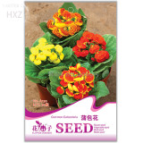 Calceolaria Seeds Purse Flower Seeds, Original Package, 30 seeds, drought hardy exotic flower color gorgeous A150
