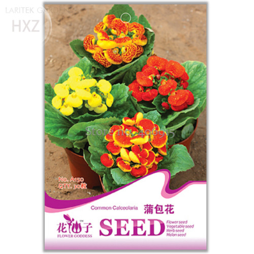 Calceolaria Seeds Purse Flower Seeds, Original Package, 30 seeds, drought hardy exotic flower color gorgeous A150