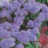 BELLFARM Ageratum Mauritius F1 Seeds, 28 Seeds, Professional pack, lovely Gentian blue flowers cut indoor flowers E4254