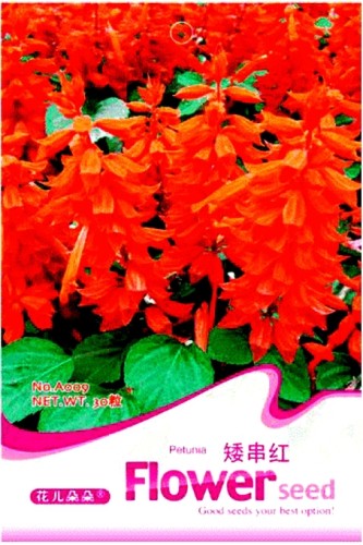 Heirloom Scarlet Sage Short Red Salvia Flower Seeds, Original Pack, 30 Seeds / Pack, Salvia Splendens Hummingbirds Love It A009