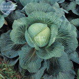 BELLFARM Kilaton F1 Cabbage Seeds, 150 seeds, professional pack, edible green big vegetables BD130H