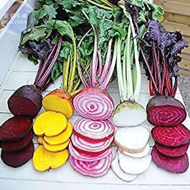 BELLFARM Beetroot Mixed Blood Yellow White Color Vegetable Seeds, 50 seeds, heirloom home garden vegetables