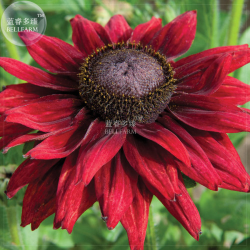 BELLFARM Dark Red Echinacea 6-layer Big Blooms Bonsai Flowers, 100 pcs 'seeds', light fragrant coneflowers for home garden plant