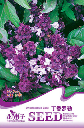 Fragrant Demure Thai Basil with a Licorice Accent Herb Seeds, Original Pack, 30 Seeds / Pack, Organic Heady Basil D039
