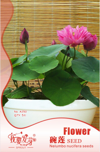 1 Original Pack, 5 Seeds / Pack, Bonsai Double Red Lotus Seeds, Perennial Nelumbo Nucifera #NF528