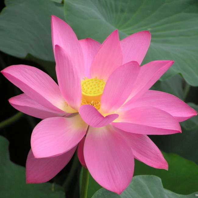 1 Professional Pack, 40 Seeds / Pack, New Fresh Nelumbo Nucifera Pink Lotus Seeds #NF147
