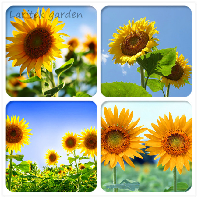 Ornamental Orange Sunflowers 4ft Tall Plant Big Blooming Flowers 40 Seeds