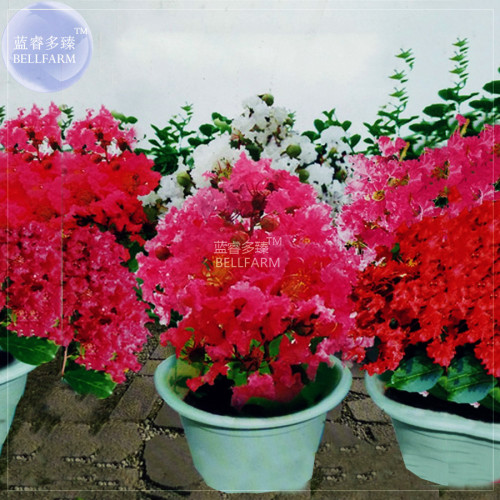 BELLFARM Crape Myrtle Bonsai Mixed Perennial Tree Flower Seeds, 40 seeds, professional pack, ornamantal home garden flowers