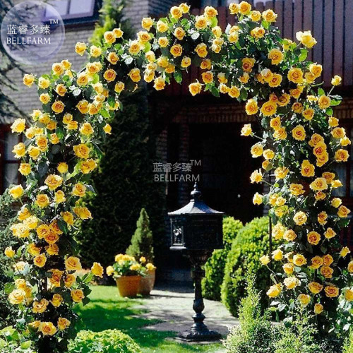 BELLFARM Rose Yellowish Golden Flower Seeds, 50 Seeds, big blooms dense climbing rose plants BD118H