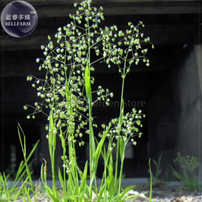 Briza Minor Ornamental Little Quakinggrass Seeds, 50 seeds, professional pack, a must for planting wild grass E4132