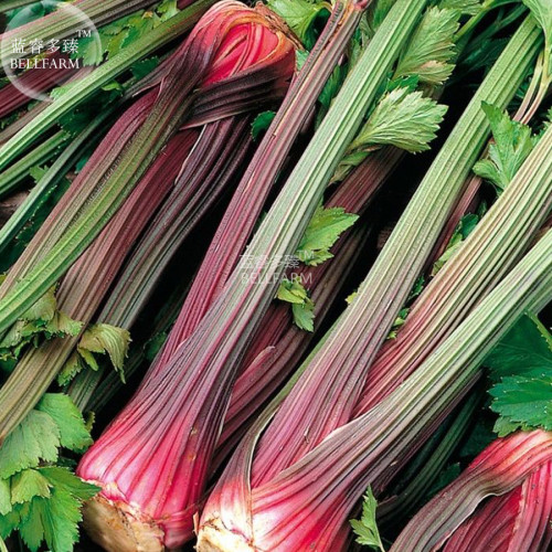 BELLFARM Celery Red Stalk Organic Vegetable Seeds, 2000 Seeds, professional pack, tasty heirloom home garden