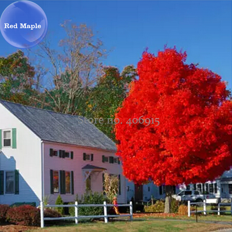 BELLFARMAutumnBlazeRedMapleTree,20Seeds,clearlysuperiortreeseedsE3987
