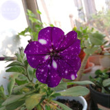 BELLFARM Garden Bonsai Petunia 'Night Sky Blue' Flowers, 200pcs 'seeds' white speckles against the deep blue petals single petal