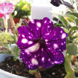 BELLFARM Garden Bonsai Petunia 'Night Sky Blue' Flowers, 200pcs 'seeds' white speckles against the deep blue petals single petal