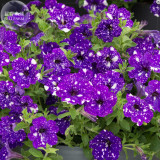 BELLFARM Garden Bonsai Petunia 'Night Sky Blue' Flowers, 200pcs 'seeds' white speckles against the deep blue petals single petal