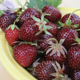Heirloom Purple Wonder Strawberry Seeds, 100 seeds, professional pack, Non-gmo extra sweet berries TS374T