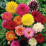 BELLFARM Mixed Dahlia Seeds, 50 seeds, professional pack, heirloom dahlia pinnata perennial flowers bonsai home garden