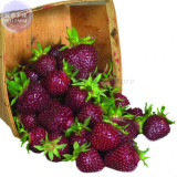 Heirloom Purple Wonder Strawberry Seeds, 100 seeds, professional pack, Non-gmo extra sweet berries TS374T