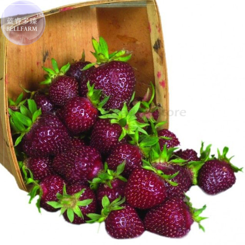 Heirloom Purple Wonder Strawberry Seeds, 100 seeds, professional pack, Non-gmo extra sweet berries TS374T