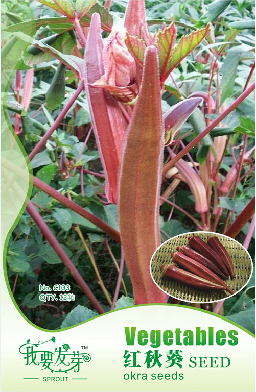 10 Original Packs, 12 seeds / pack, Fresh Red Burgundy Okra Organic Herbs Heirloom Tasty Healthy Red Veggie
