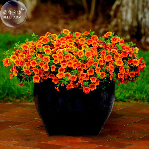 BELLFARM Petunia Vigorous Free-flowering Annual Bonsai Flower Seeds, 100 Seeds / Pack, orange compact flowers E3301