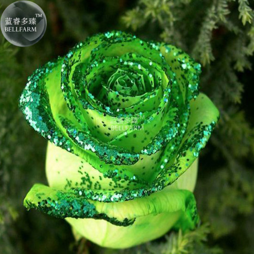 BELLFARM Golden Green Rose Seeds, Professional Pack, 50 Seeds / Pack, Strong Fragrant Garden Rose Flowers LG00015