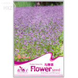Verbena Blue Vervain Perennial Flower Seeds, 50 seeds, easy to plant swamp verbena flowering plant A137