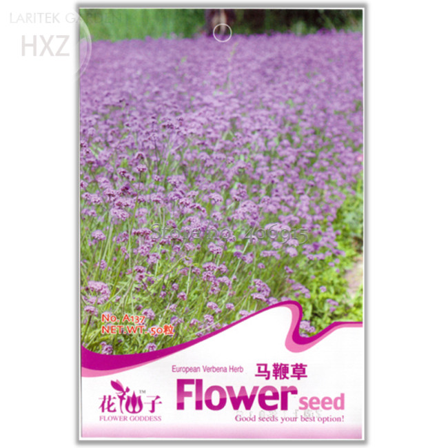 Verbena Blue Vervain Perennial Flower Seeds, 50 seeds, easy to plant swamp verbena flowering plant A137