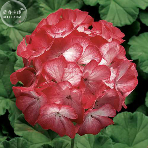 BELLFARM Geranium 'Scarlet Star' Perennial Flower Seeds, 10 seeds, scarlet-red flowers with splashes of white colors