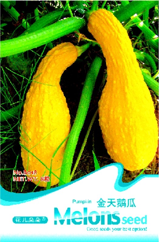 Gold 'Swan' Pumpkin Ornamental Edible Cucurbita Seeds, Original Pack, 8 Seeds / Pack B018