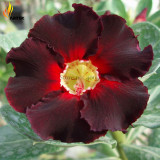 Imported 'Fire Lady' Black Red Desert Rose Adenium, 2 Seeds, Rare Bonsai Flowers E3536