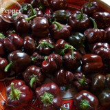 Heirloom Mini Chocolate Sweet Bell Pepper, 20 seeds, organic tasty vegetables E3862